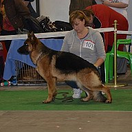 Кинологические выставки 2015
