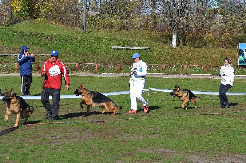 Выставка 2013