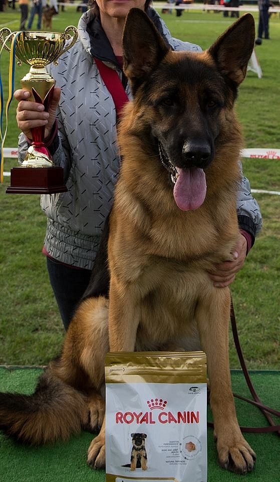 Выставка 2013