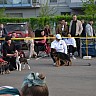 Выставка 2015